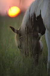 Grazing at Sunset