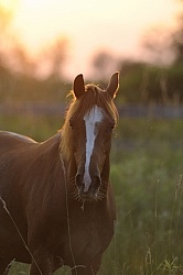Grazing at Sunset