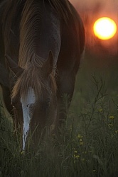 Grazing at Sunset