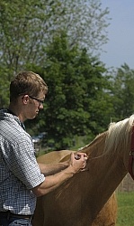 Vet Giving Vaccinations