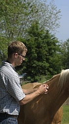 Vet Giving Vaccinations