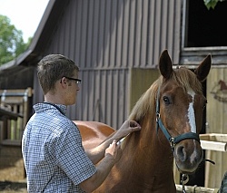 Vet Giving Vaccinations