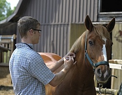 Vet Giving Vaccinations