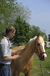 Vet Giving Vaccinations