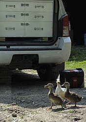 Vet Visit Ducks and Vet Vehicle