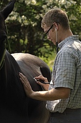 Vet Listening to Gut