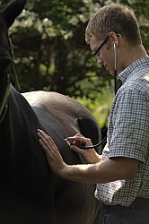 Vet Listening to Gut
