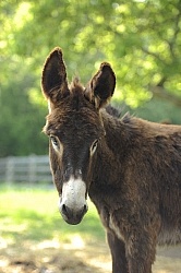 Donkey