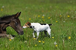 Hanoverian Foal with Jack Russel