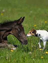 Hanoverian Foal with Jack Russel