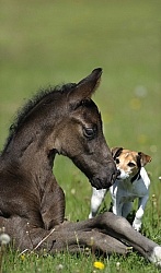 Hanoverian Foal with Jack Russel