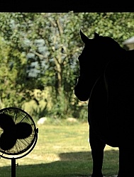 Fan in Barn