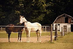 Electric Tape Fencing