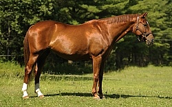 Oldenburg Conformation