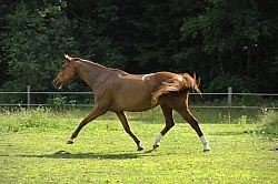 Oldenburg Free Running Horizontal