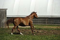 Oldenburg Free Running Horizontal