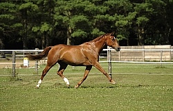 Oldenburg Free Running Horizontal