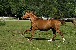 Oldenburg Free Running Horizontal