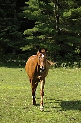 Oldenburg Free Running Vertical