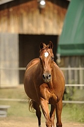 Oldenburg Free Running Vertical