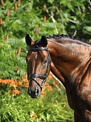 Oldenburg Stallion Sandros Heir owned by Pangaea Farms