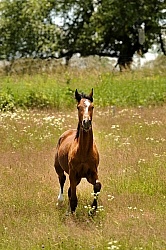 Oldenburg Yearling Pangea farms