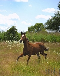 Oldenburg Yearling Pangea farms