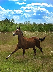 Oldenburg Yearling Pangea farms