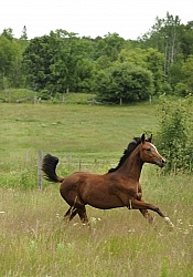 Oldenburg Yearling Pangea farms