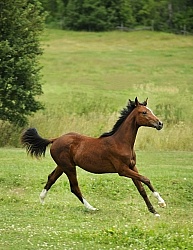 Oldenburg Yearling Pangea farms