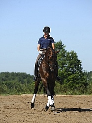 Oldenburg Schoolng Dressage