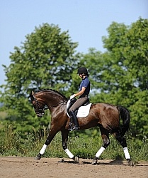 Oldenburg Schoolng Dressage