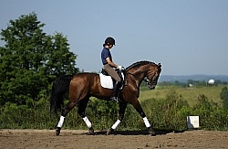 Oldenburg Schoolng Dressage
