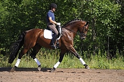 Oldenburg Schoolng Dressage