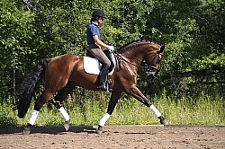 Oldenburg Schoolng Dressage