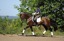 Oldenburg Schoolng Dressage
