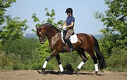 Oldenburg Schoolng Dressage