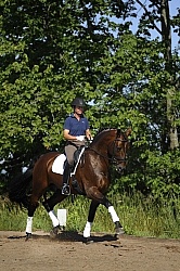 Oldenburg Schoolng Dressage