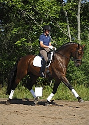 Oldenburg Schoolng Dressage