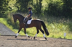 Oldenburg Schoolng Dressage