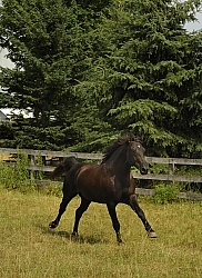 Curly Horse Stallion Free Running