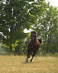 Curly Horse Stallion Free Running
