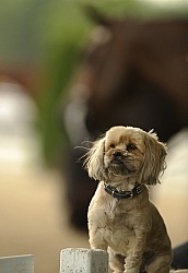 Dog at Horse Show