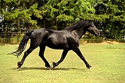 Curly Stallion Free Running