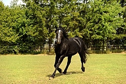Curly Stallion Free Running