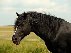 Curly Horse Stallion Portrait