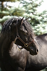 Curly Horse Stallion Portrait