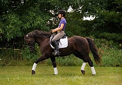 Curly Horse Ridden Dressage