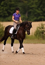 Curly Horse Ridden Dressage