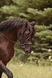 Curly Horse Ridden Dressage